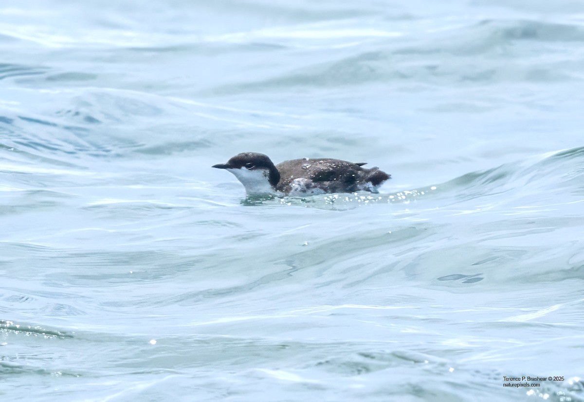 Scripps's Murrelet - ML639267184