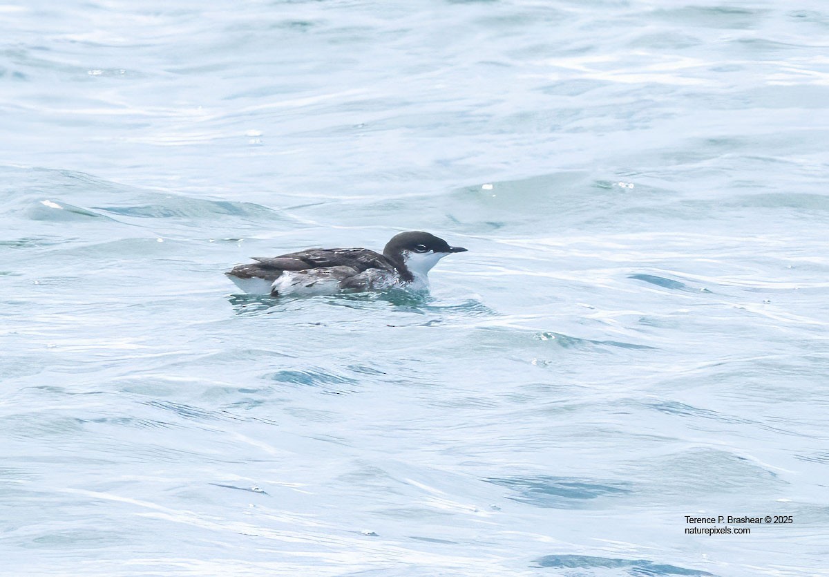 Scripps's Murrelet - ML639267185