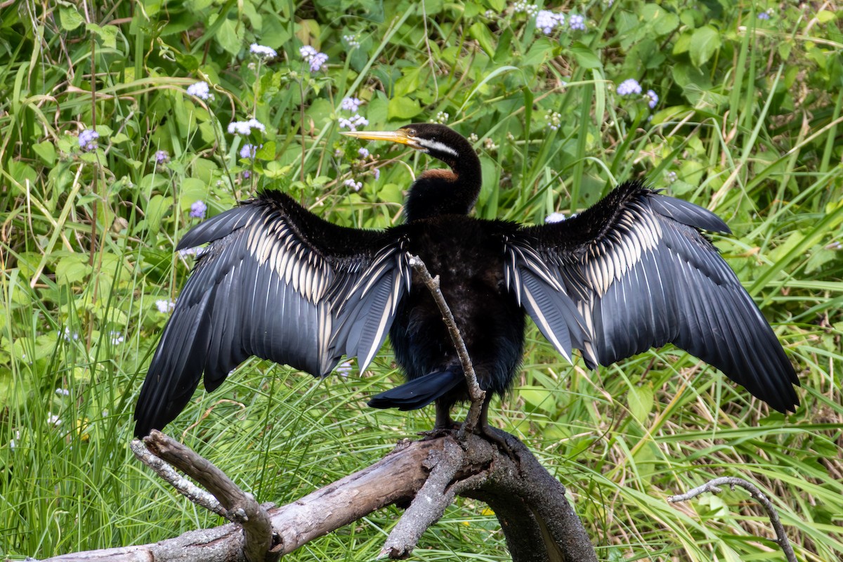 Anhinga d'Australie - ML639267187