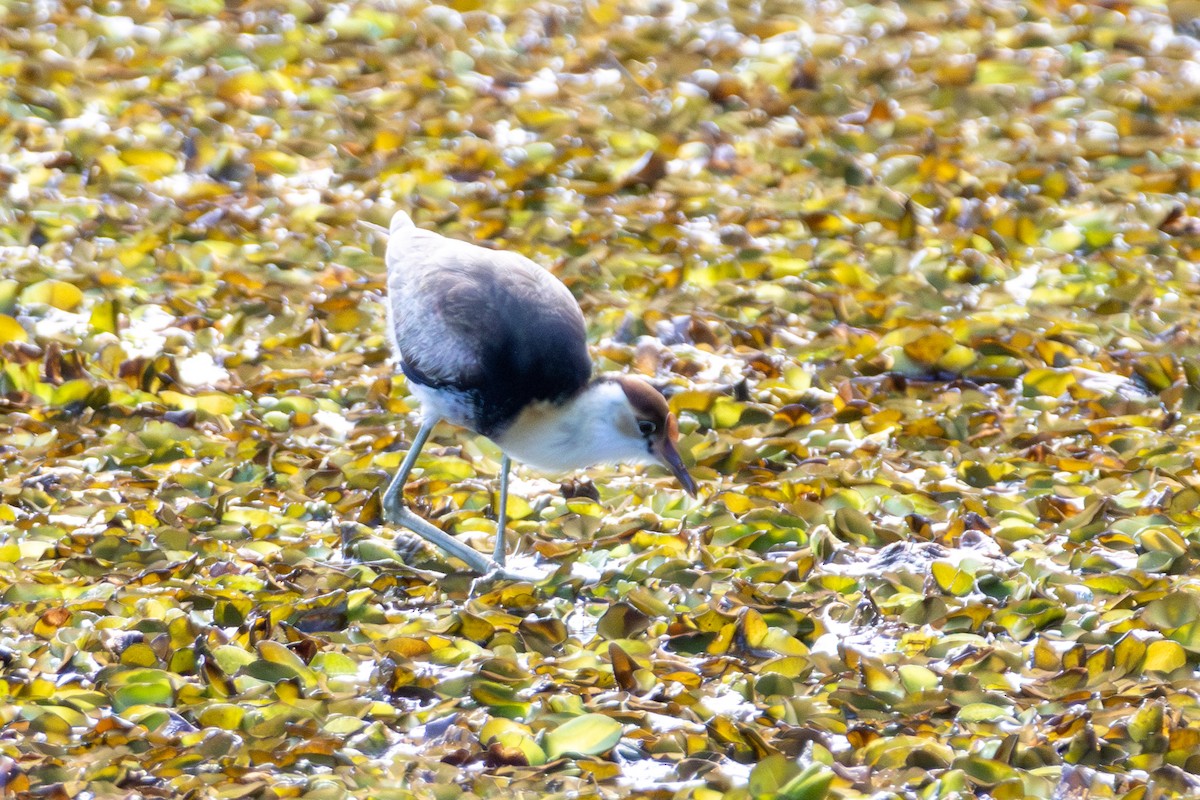 Jacana à crête - ML639267198