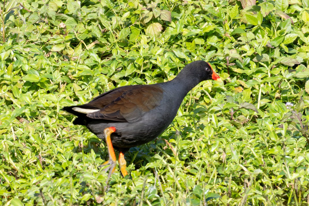 Gallinule sombre - ML639267202