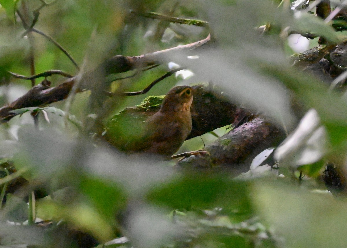 Fawn-throated Foliage-gleaner - ML639267206