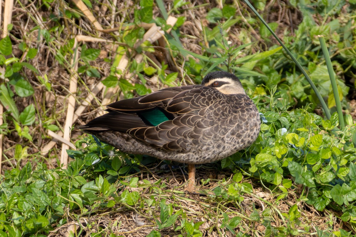 Canard à sourcils - ML639267223