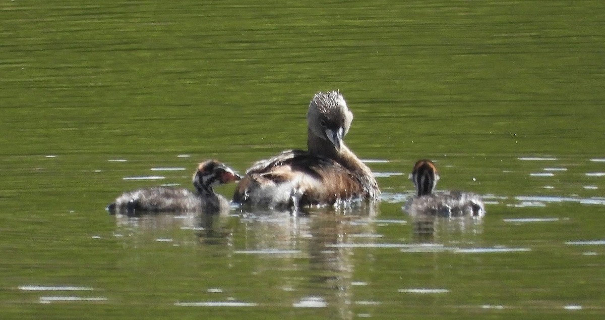 Pied-billed Grebe - ML639267541