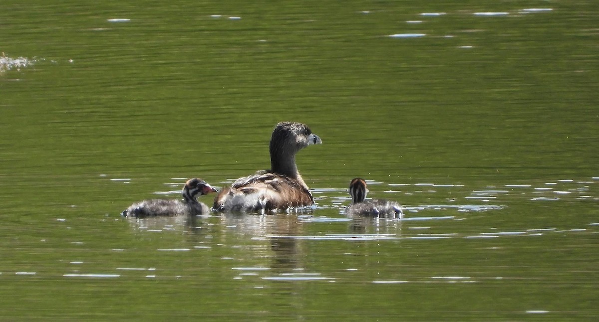 Pied-billed Grebe - ML639267542
