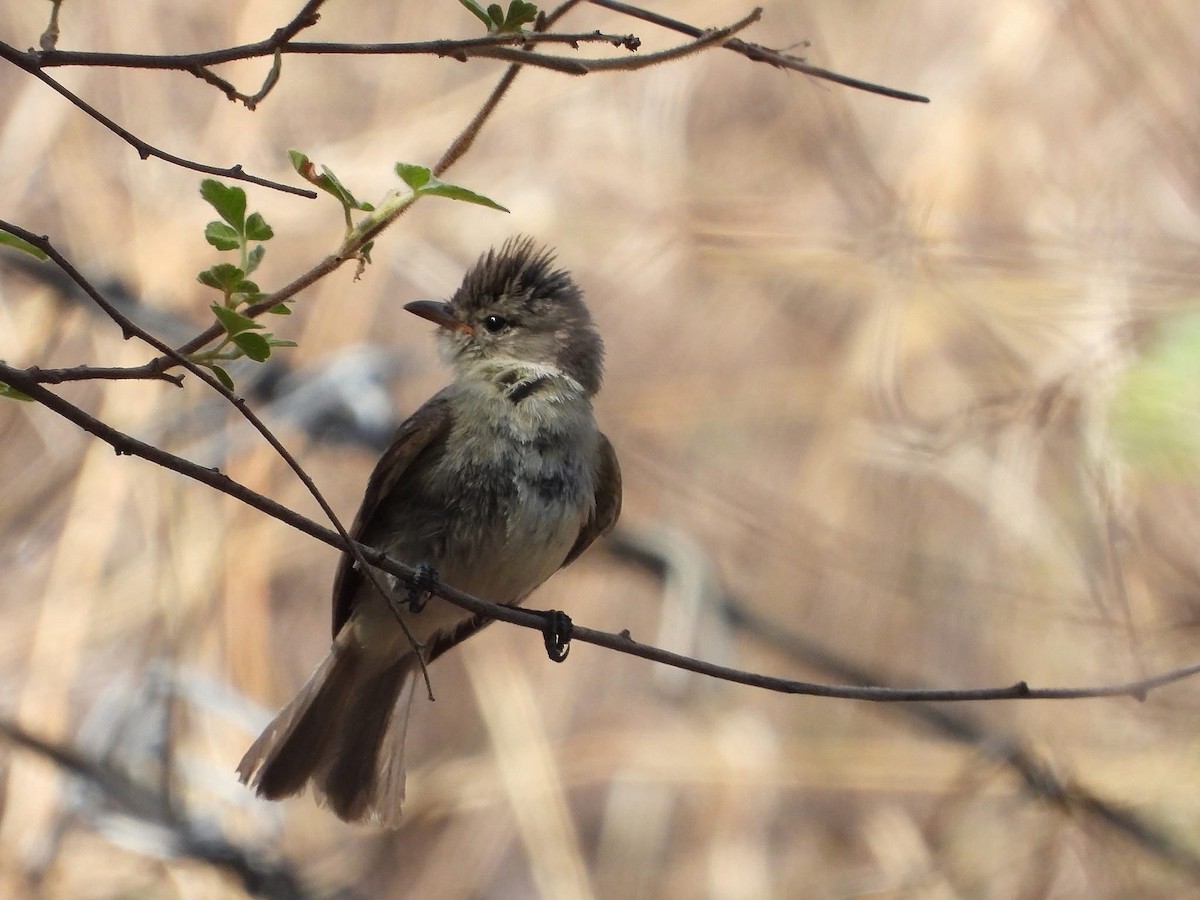 Northern Beardless-Tyrannulet - ML639267549