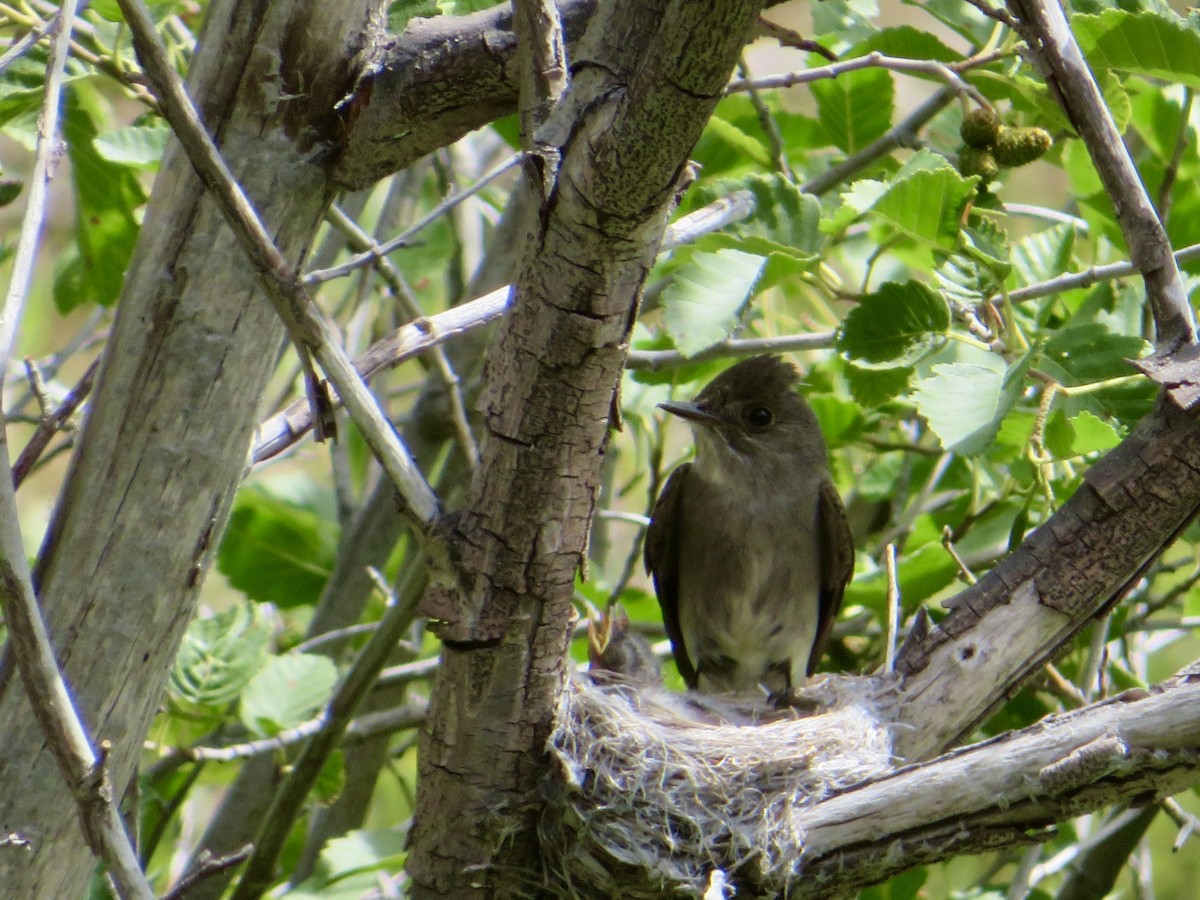 Western Wood-Pewee - ML639267627