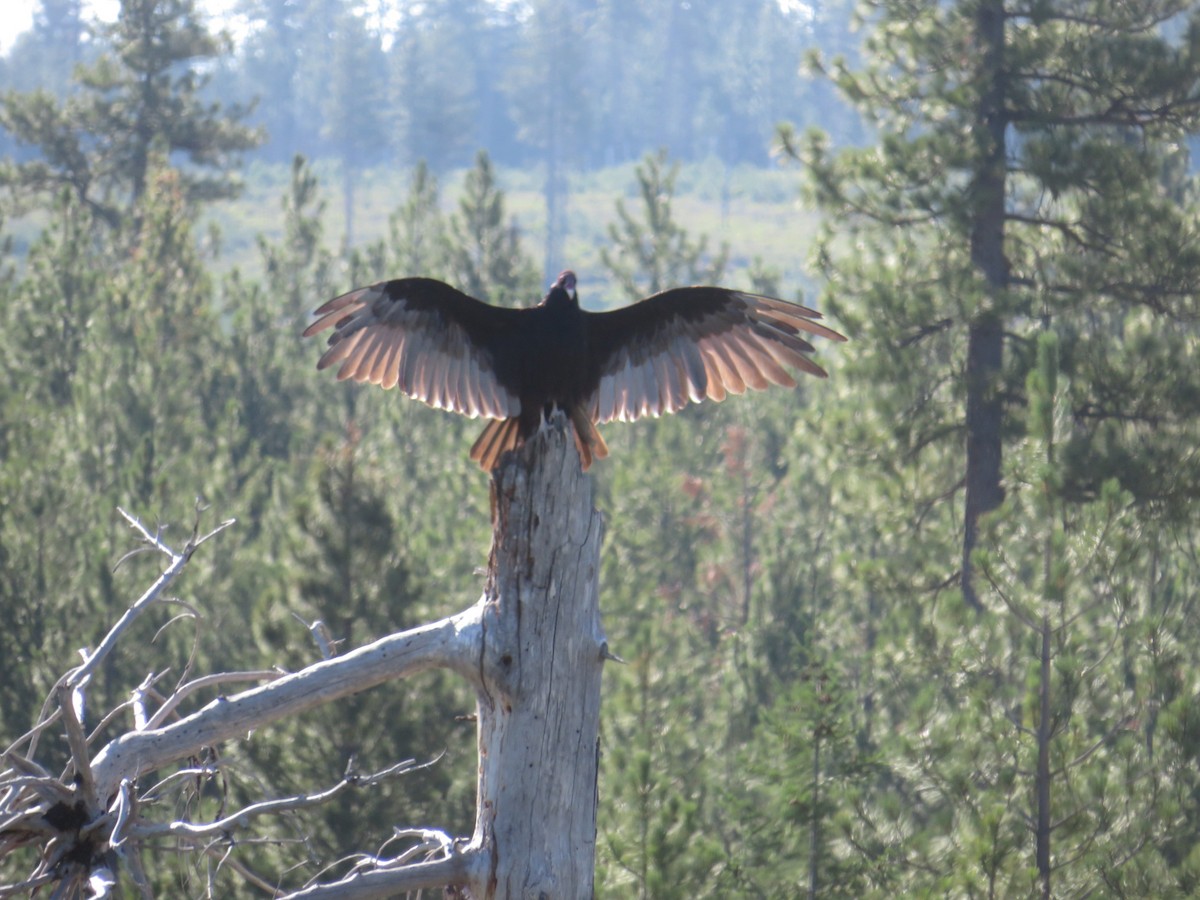 Turkey Vulture - ML639267684