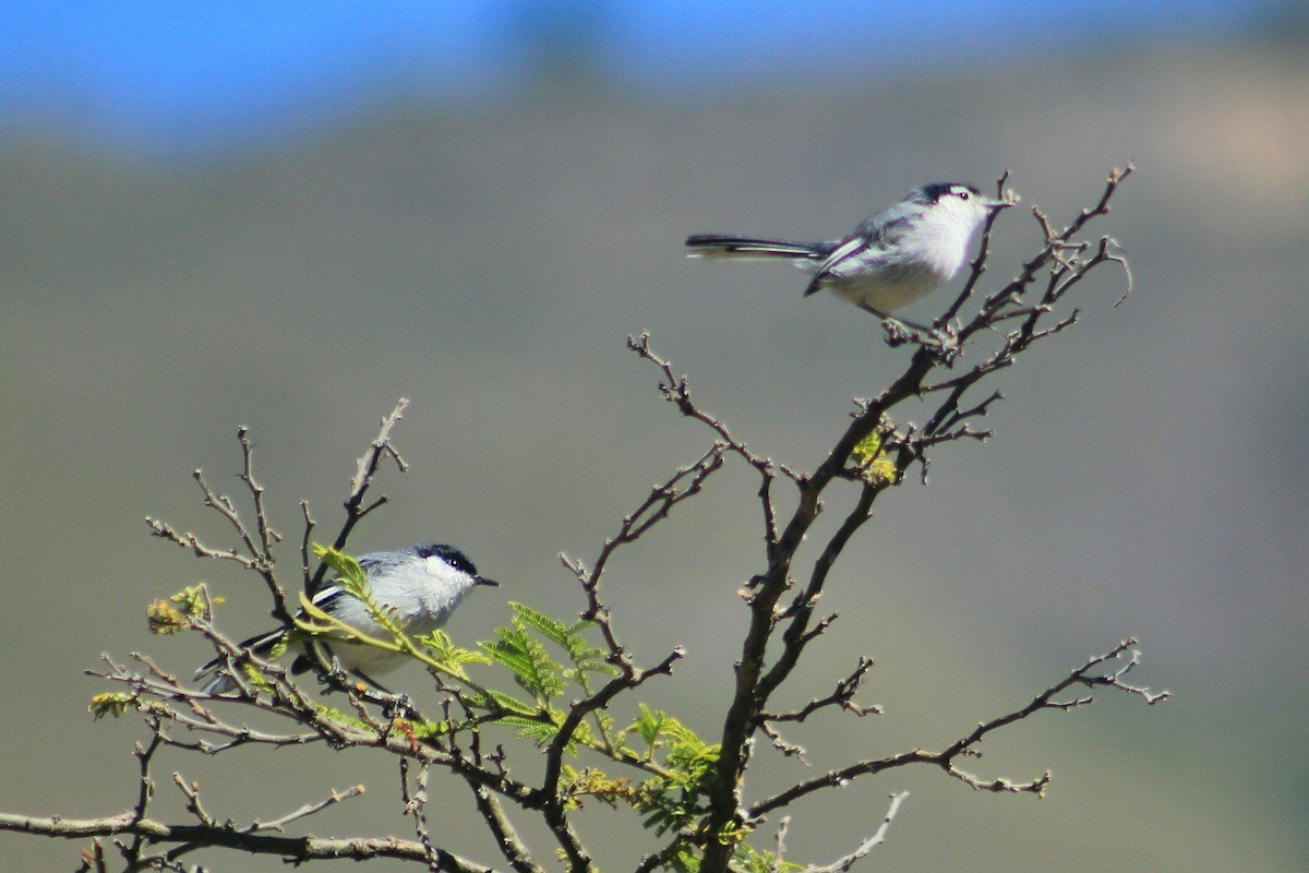 Marañon Gnatcatcher - ML639267749