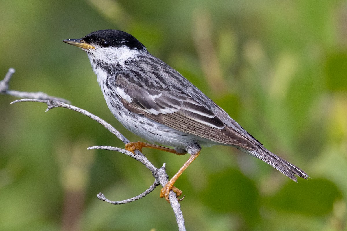 Blackpoll Warbler - ML639267872