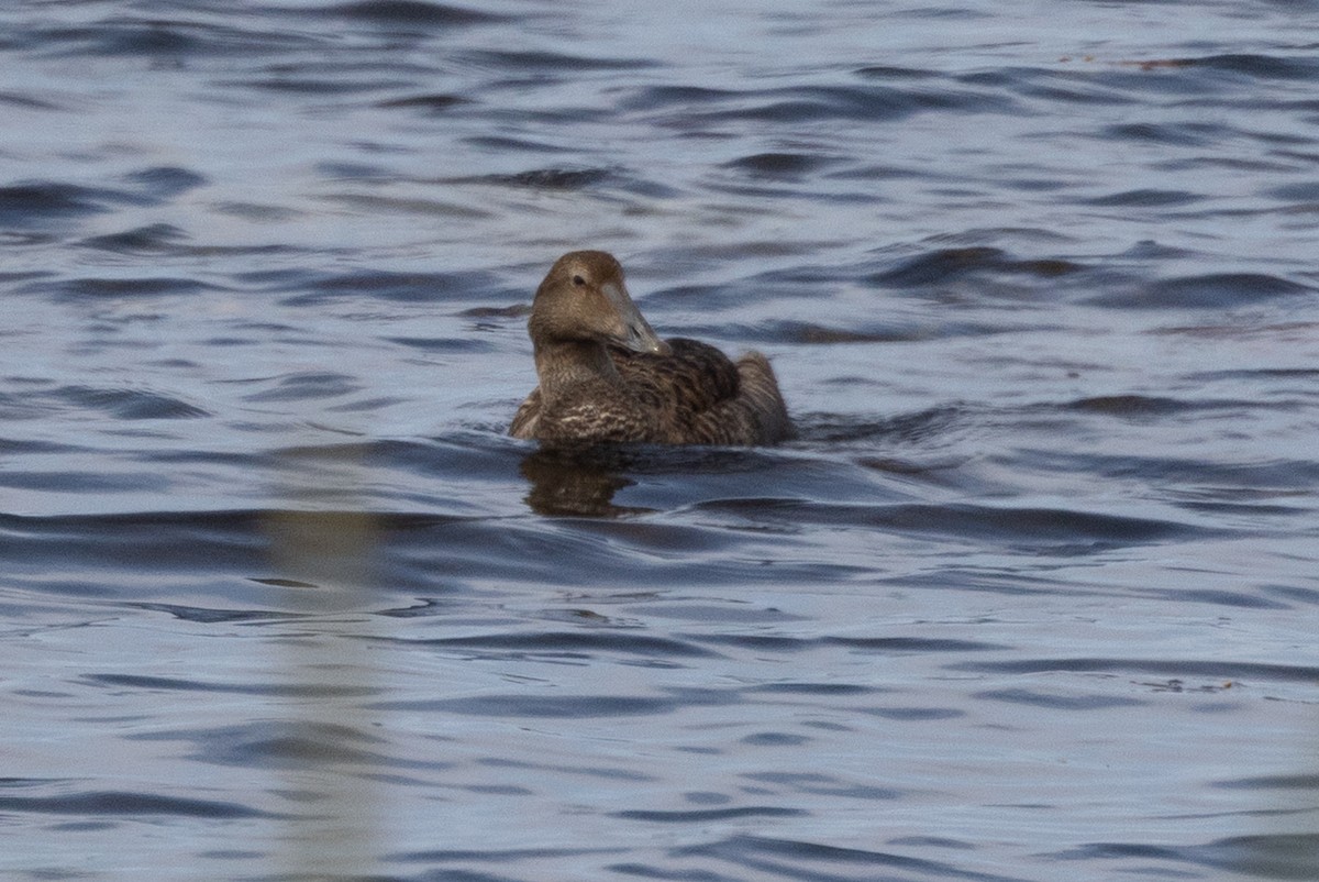 Eider arrunta - ML639267889