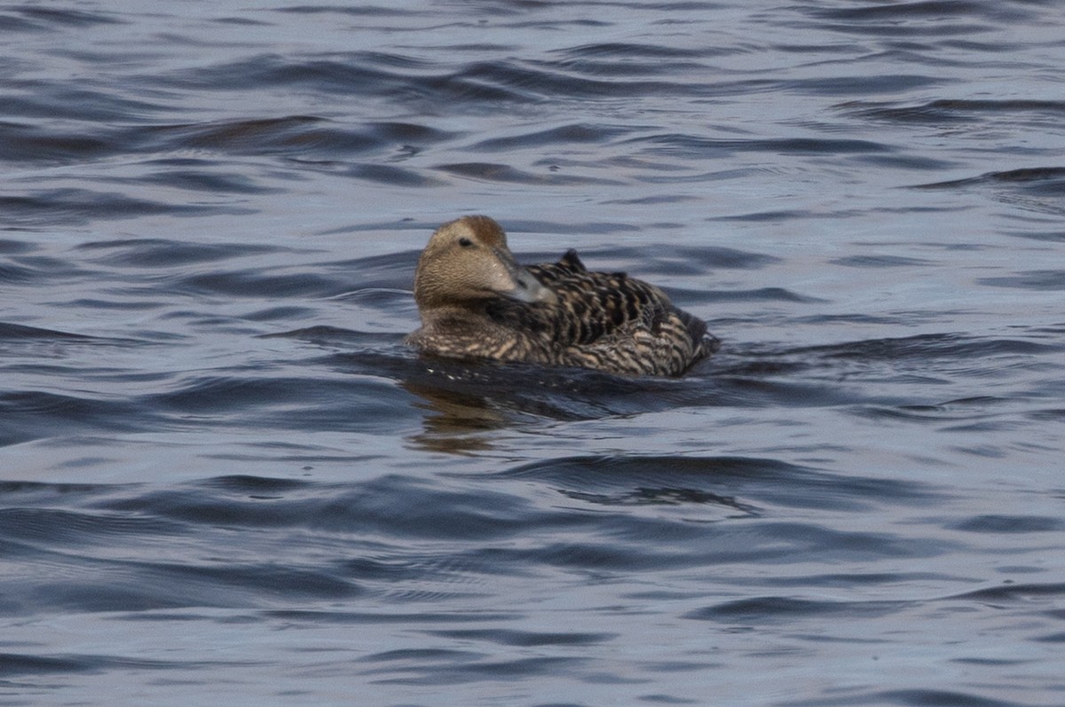 Eider arrunta - ML639267890