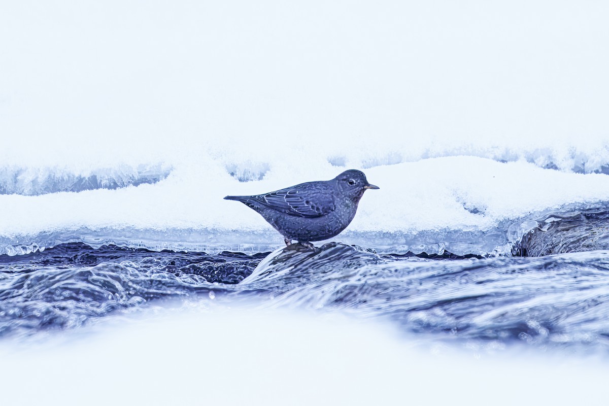 American Dipper - ML639267899