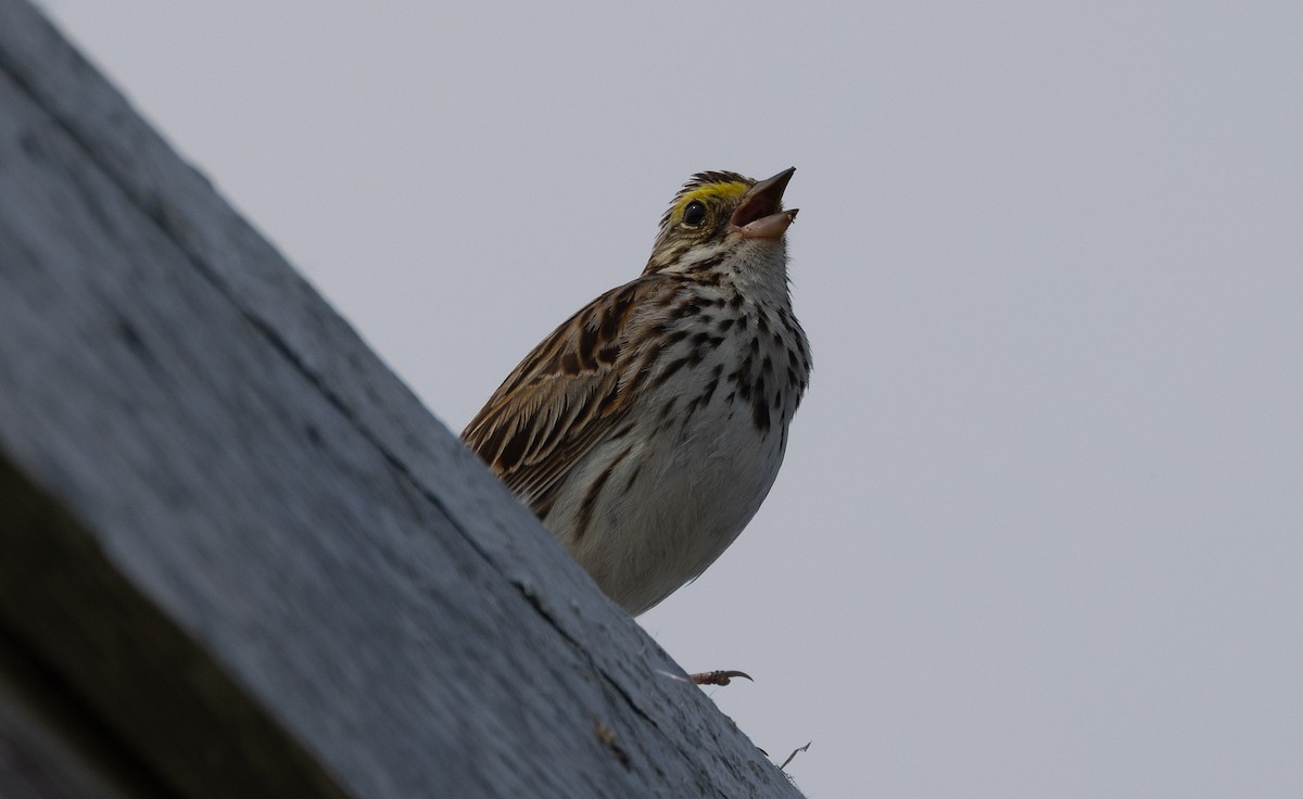 Savannah Sparrow - ML639267903
