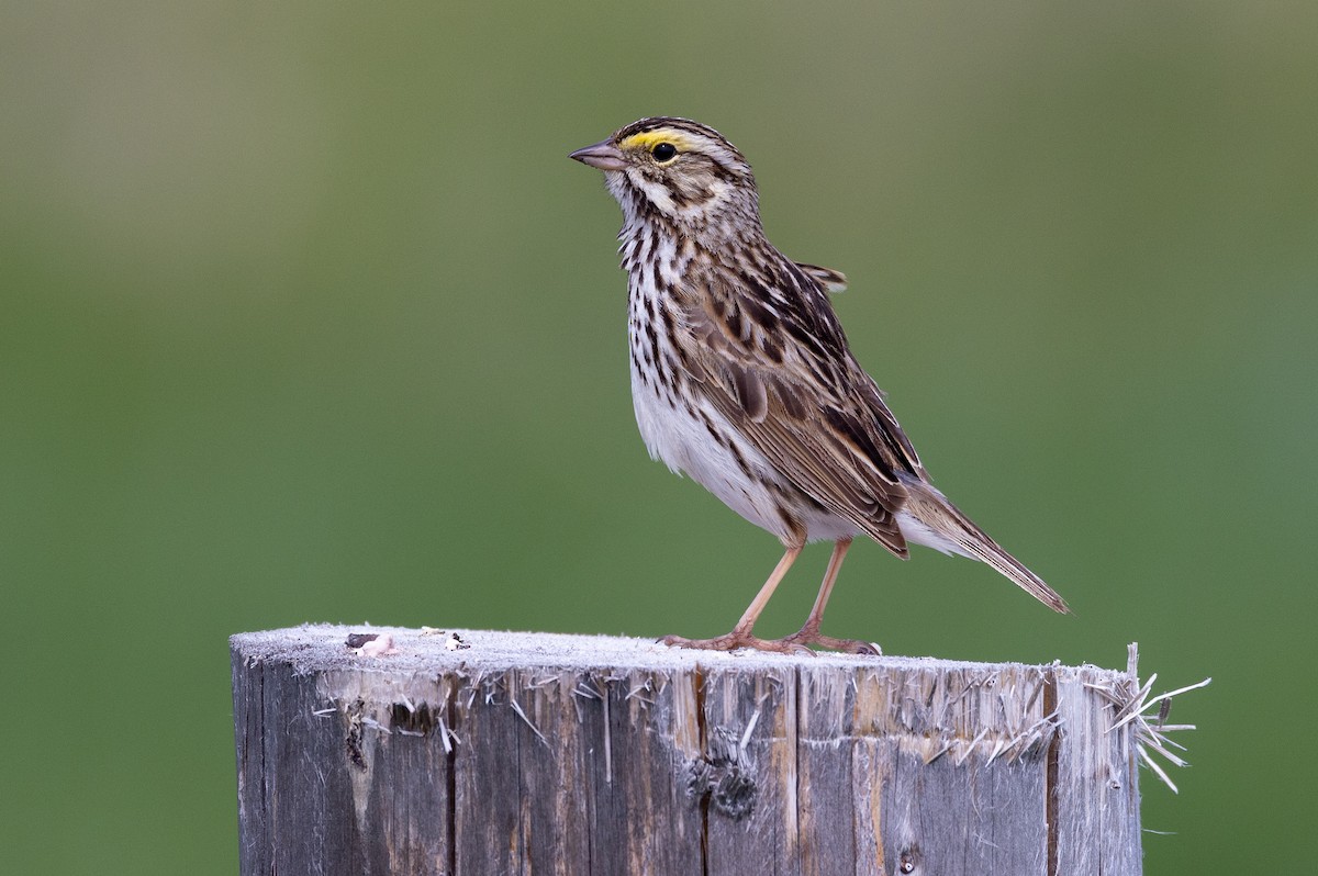 Savannah Sparrow - ML639267906