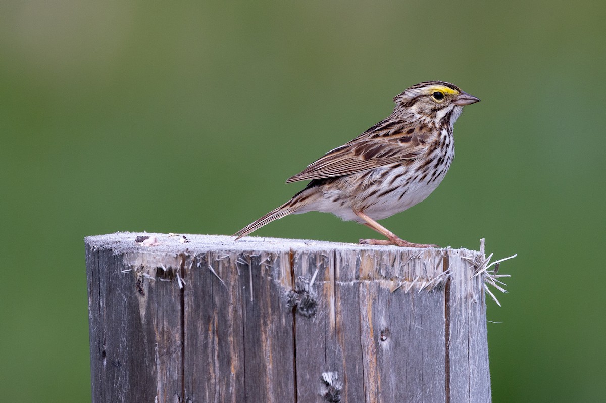 Savannah Sparrow - ML639267907