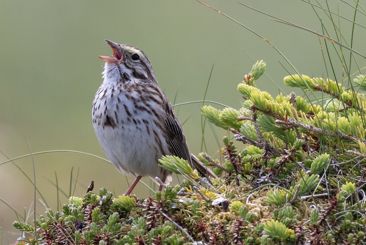 Savannah Sparrow - ML639267910