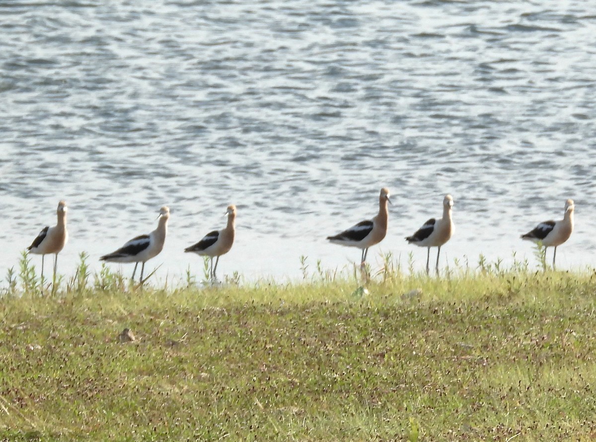 American Avocet - ML639267923