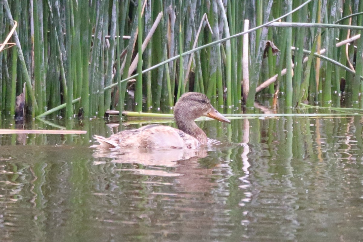 Mallard - ML639267941