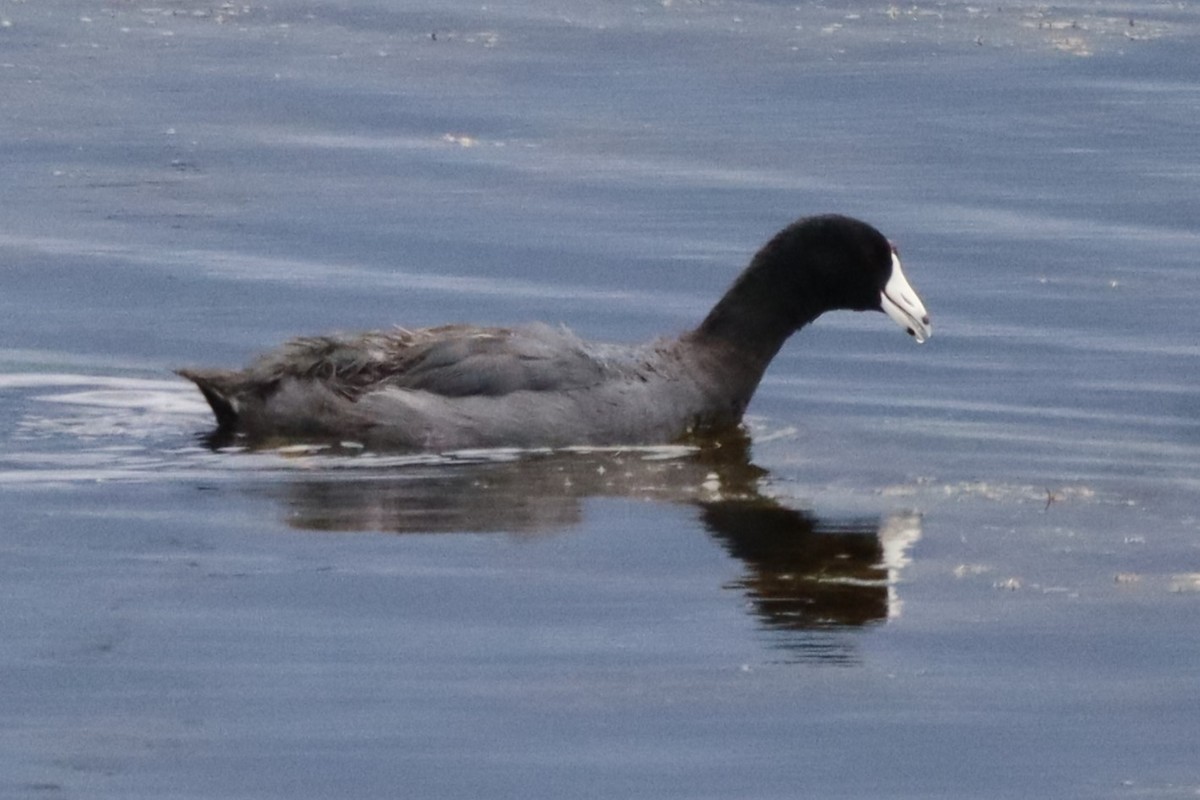 American Coot - ML639267949