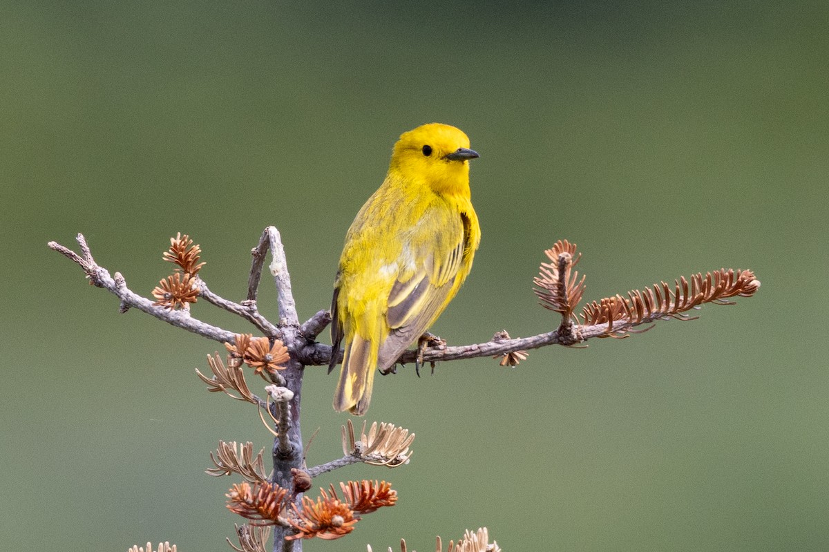 Yellow Warbler (Northern) - ML639267954