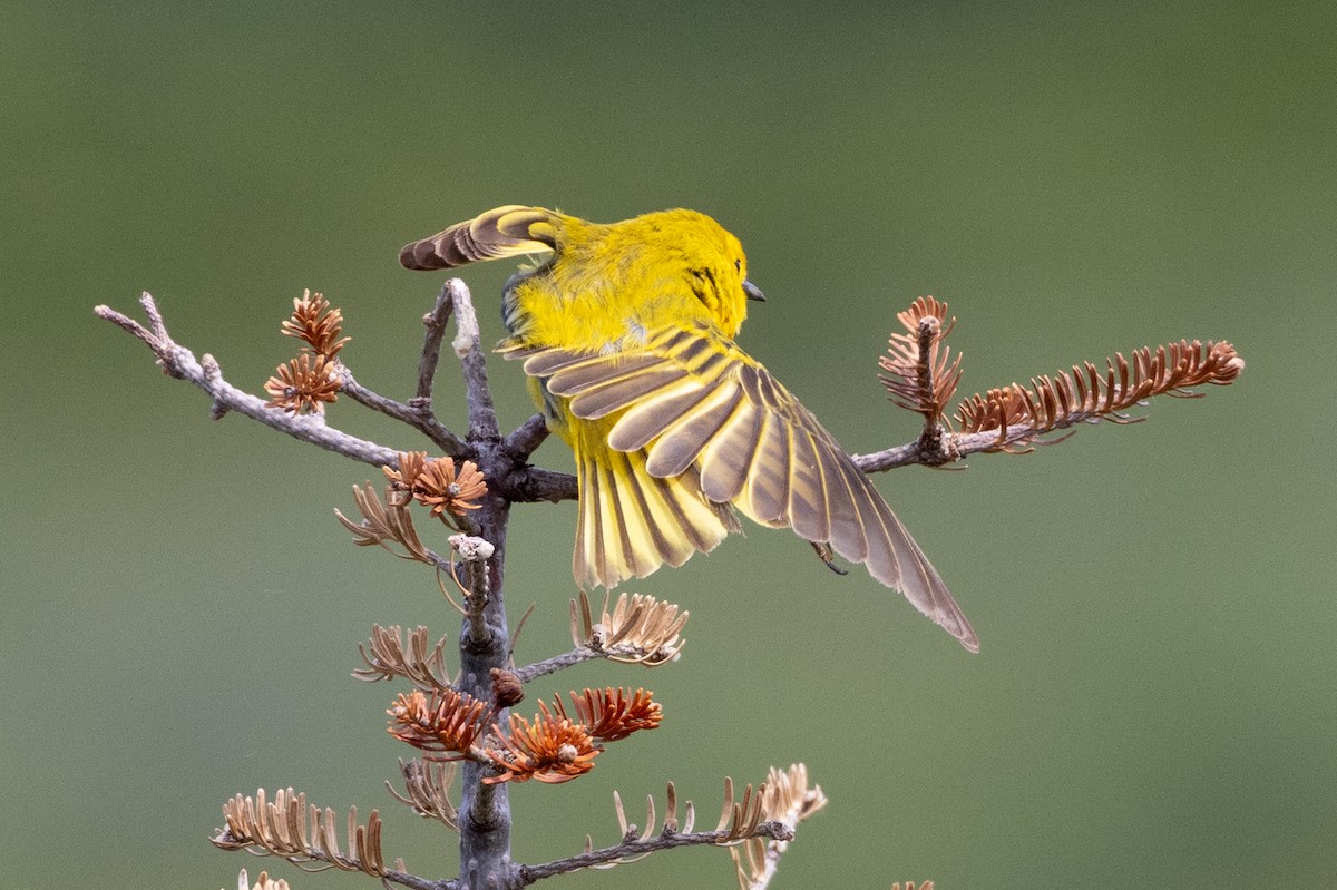 Yellow Warbler (Northern) - ML639267955