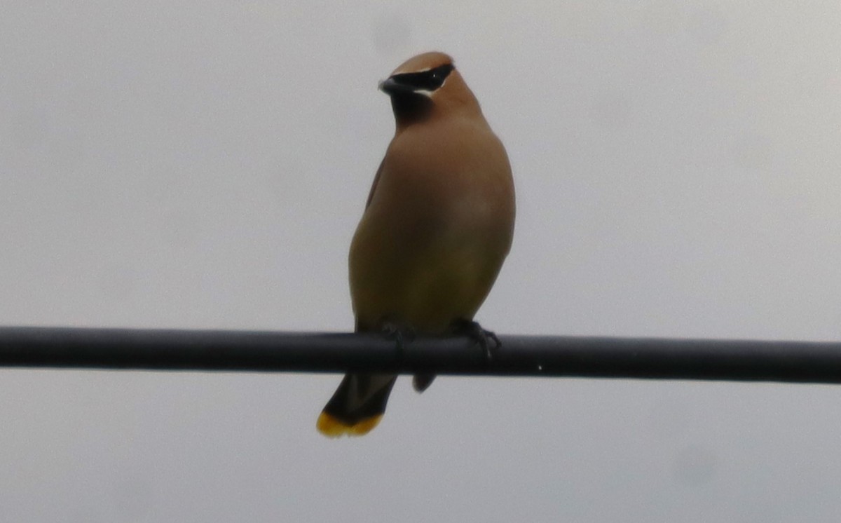 Cedar Waxwing - ML639267963