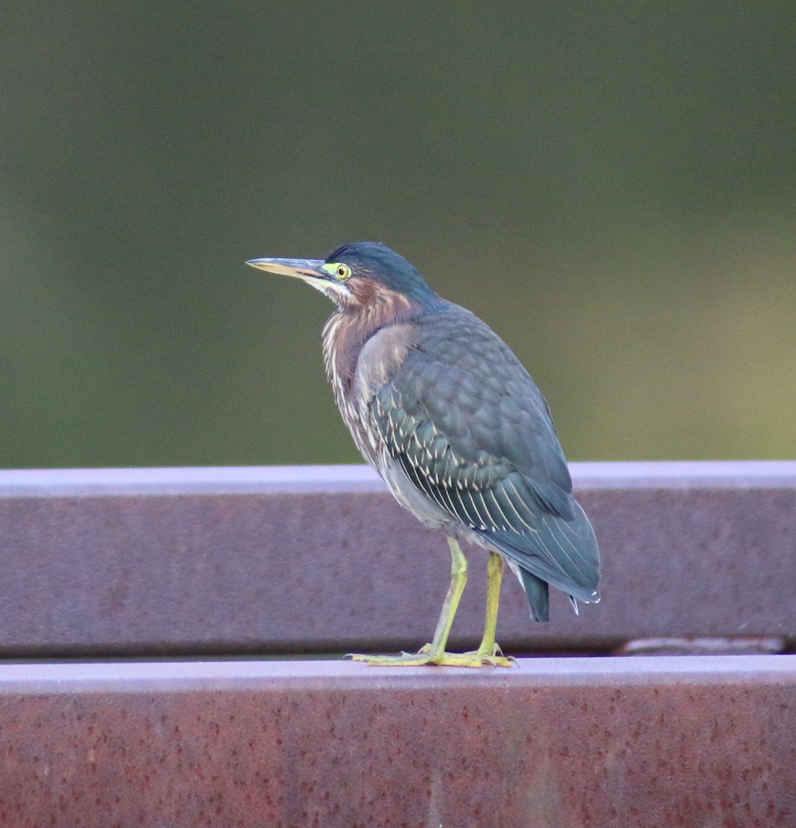 Green Heron - ML63926801