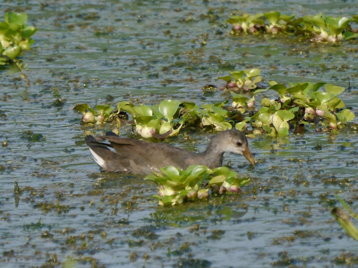 Common Gallinule - ML639268029