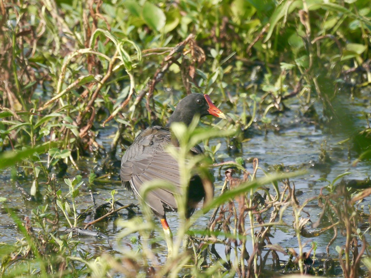 Common Gallinule - ML639268030