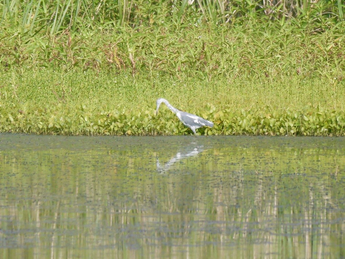 Little Blue Heron - ML639268033