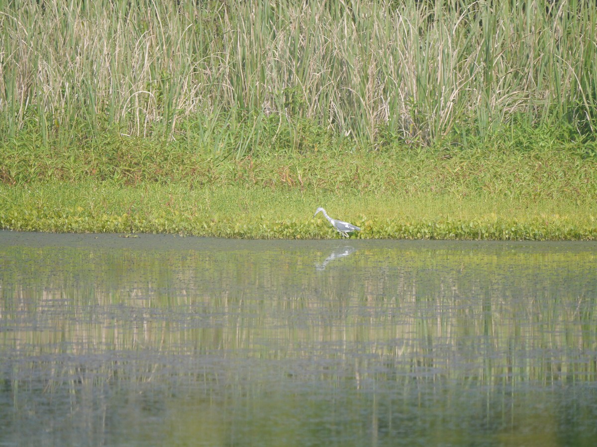Little Blue Heron - ML639268034