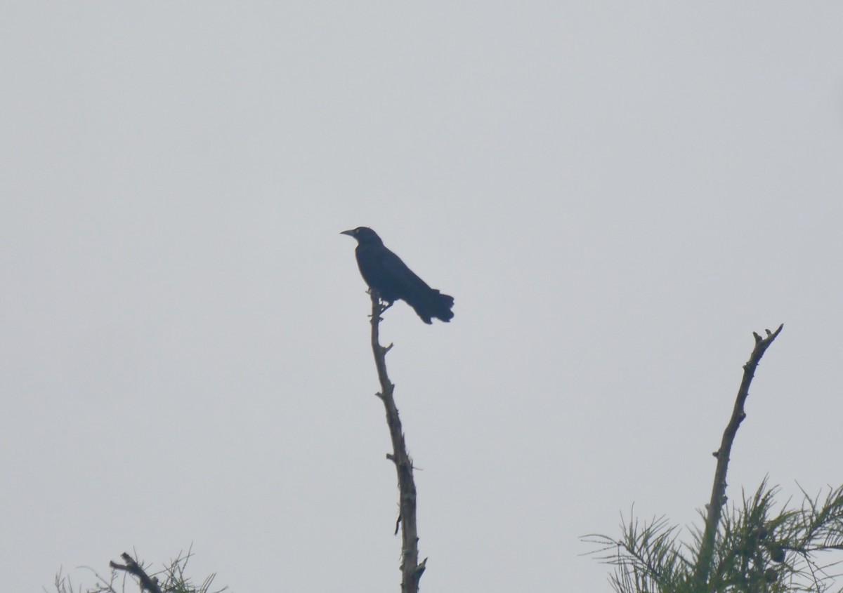 Boat-tailed Grackle - ML639268040