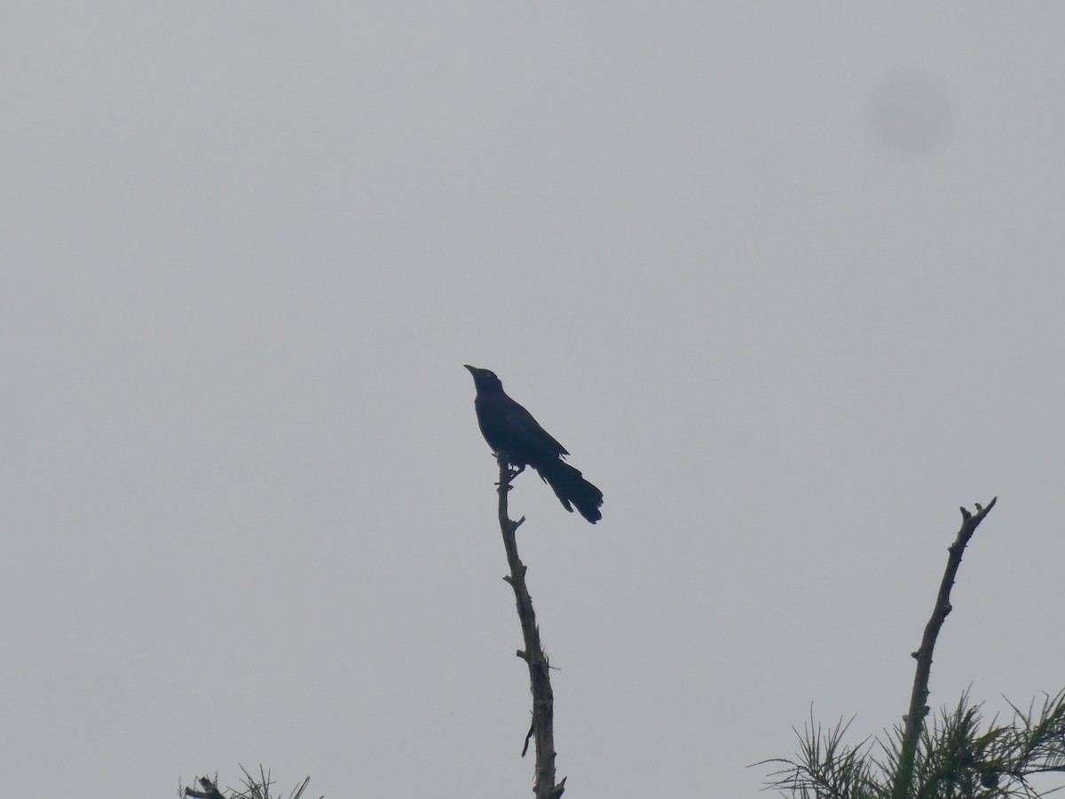 Boat-tailed Grackle - ML639268041