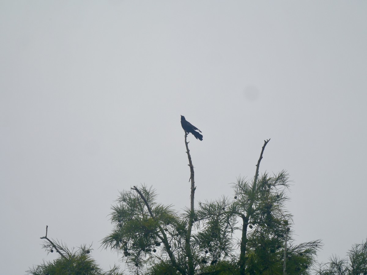 Boat-tailed Grackle - ML639268042