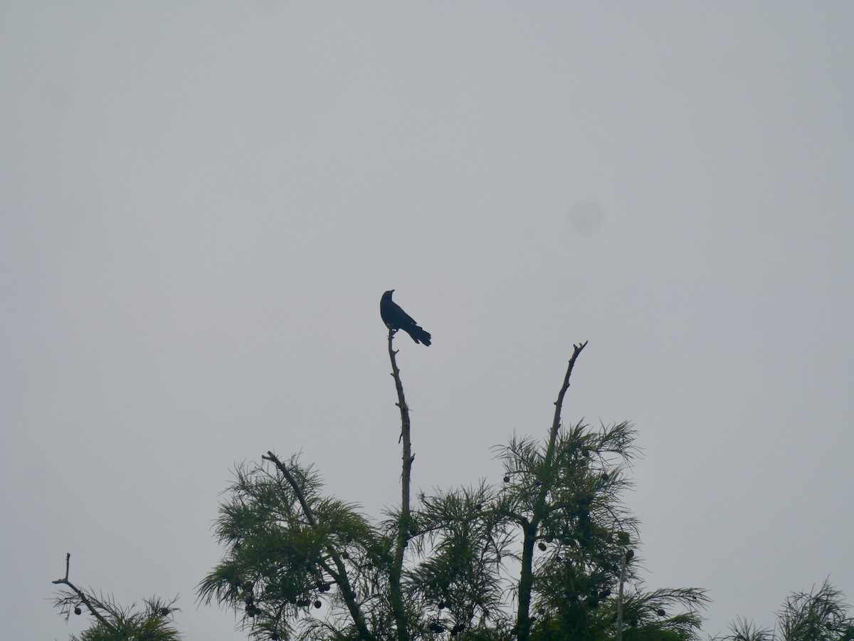 Boat-tailed Grackle - ML639268043
