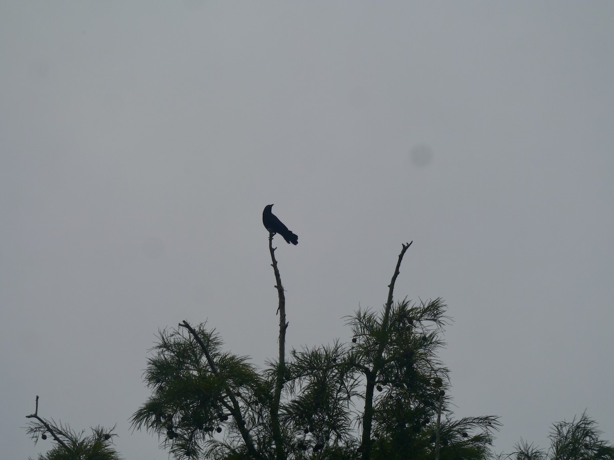 Boat-tailed Grackle - ML639268044