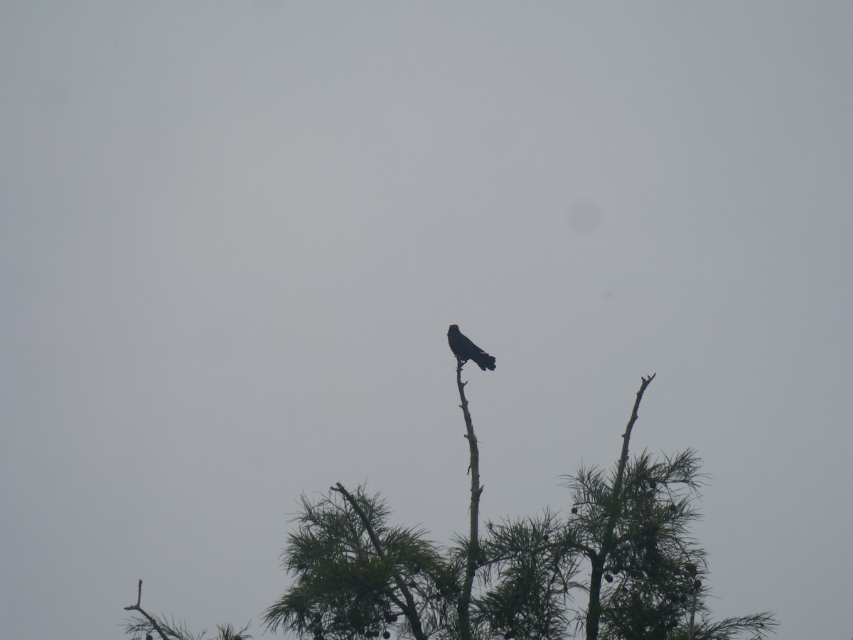 Boat-tailed Grackle - ML639268045