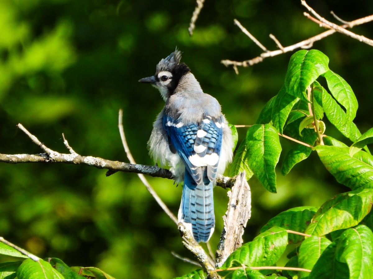 Blue Jay - ML639268047