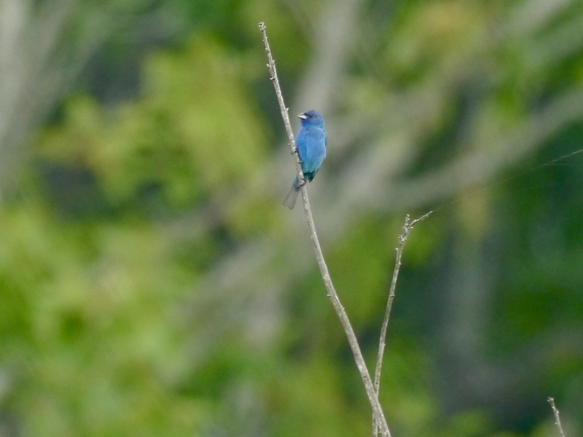 Indigo Bunting - ML639268082