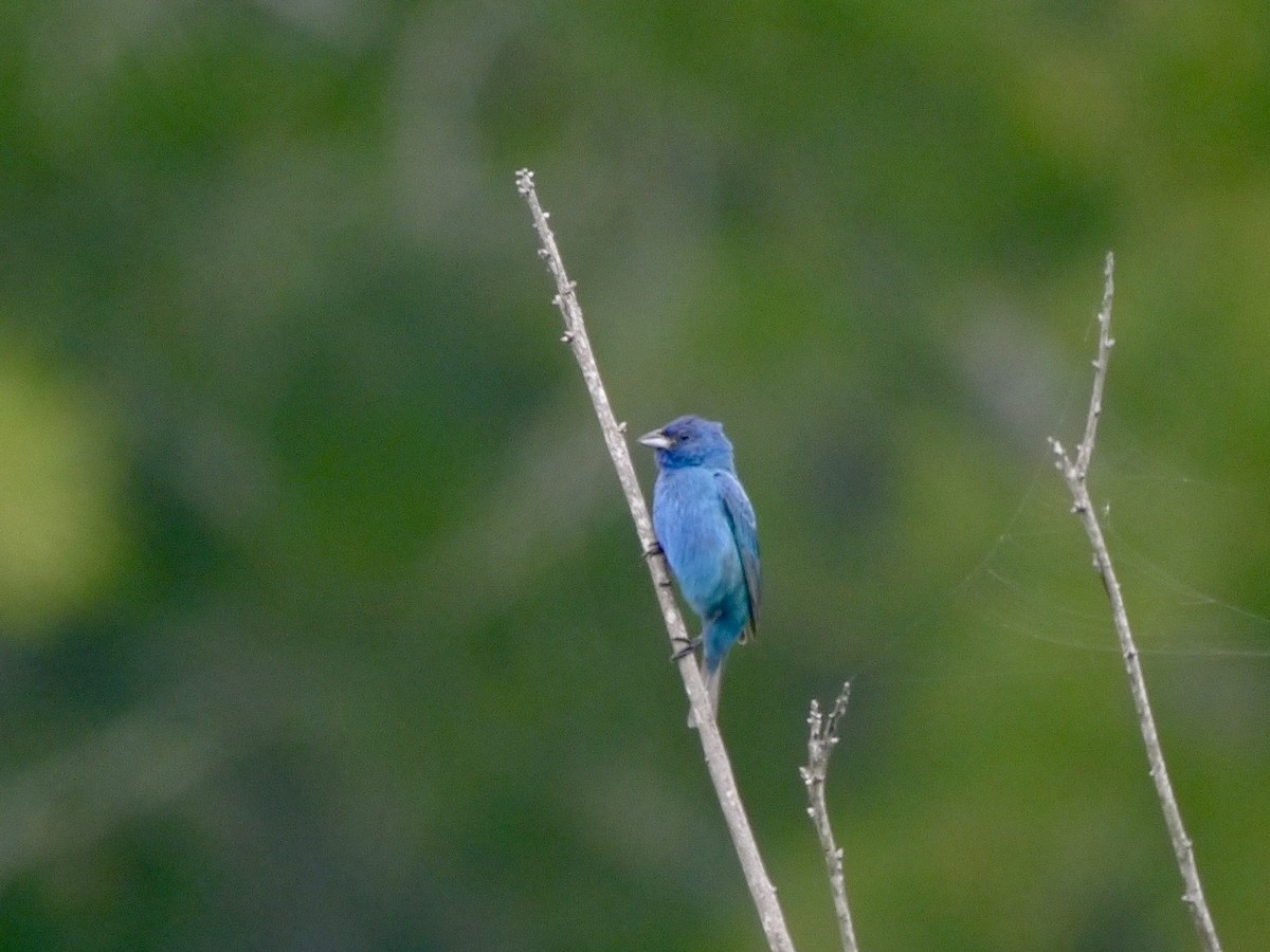 Indigo Bunting - ML639268083