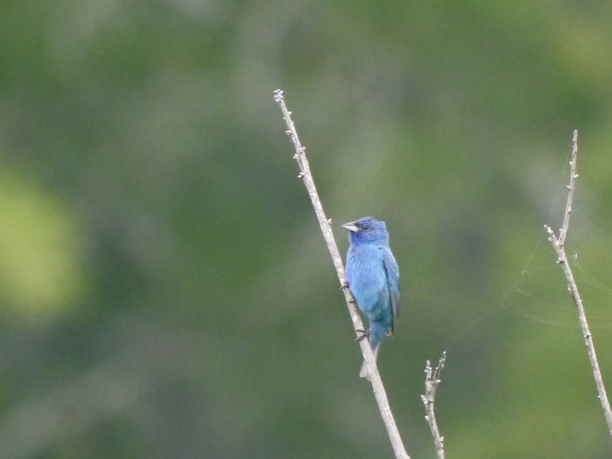 Indigo Bunting - ML639268084