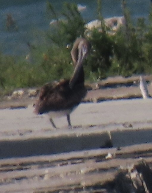 Brown Pelican - ML639268089