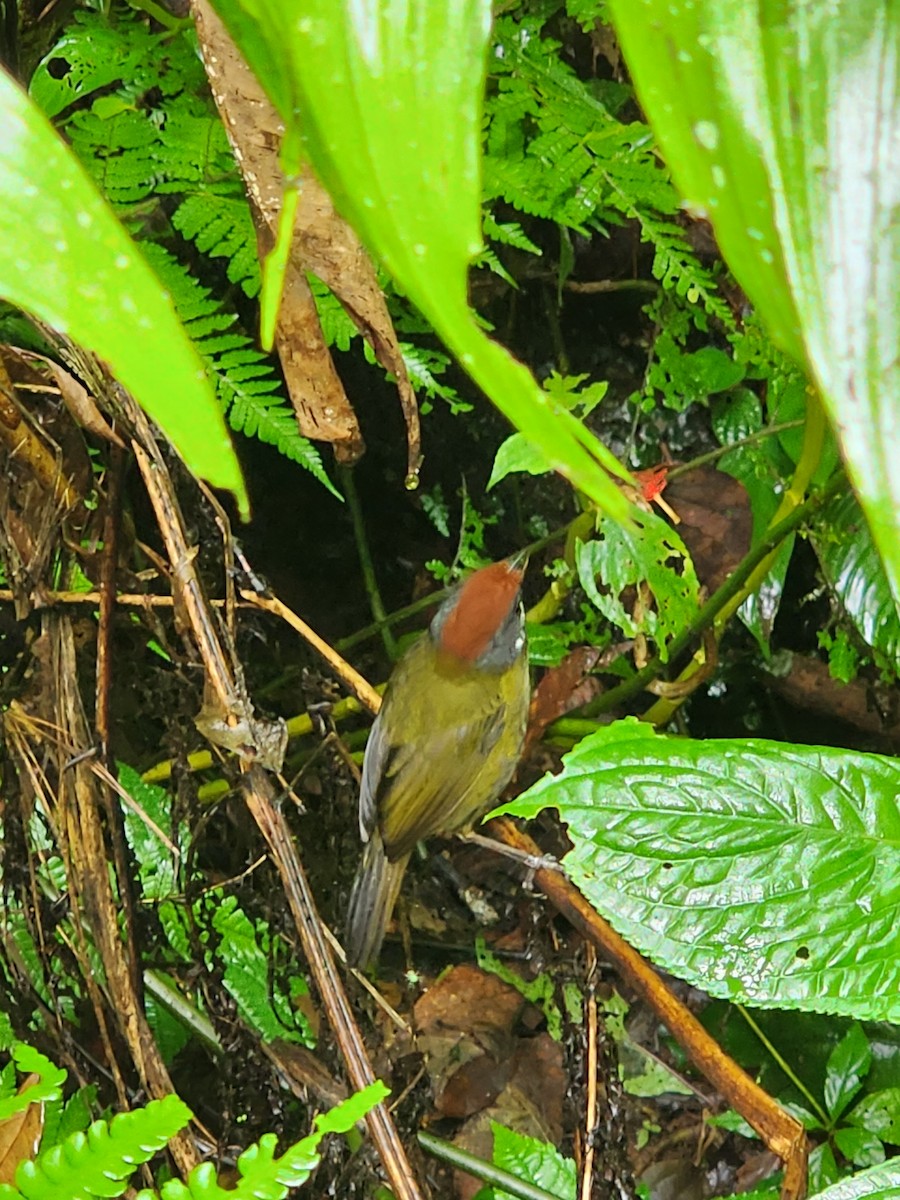 Sooty-faced Finch - ML639268237