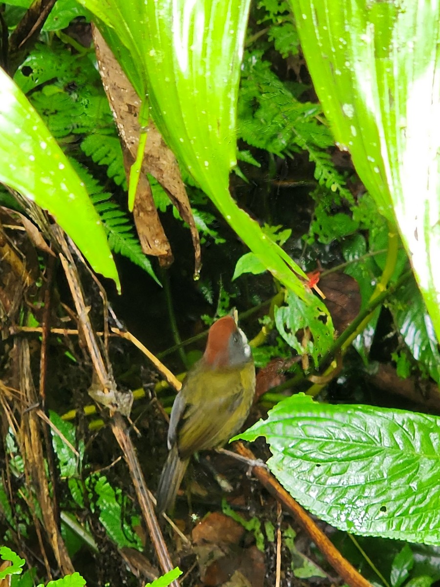 Sooty-faced Finch - ML639268238