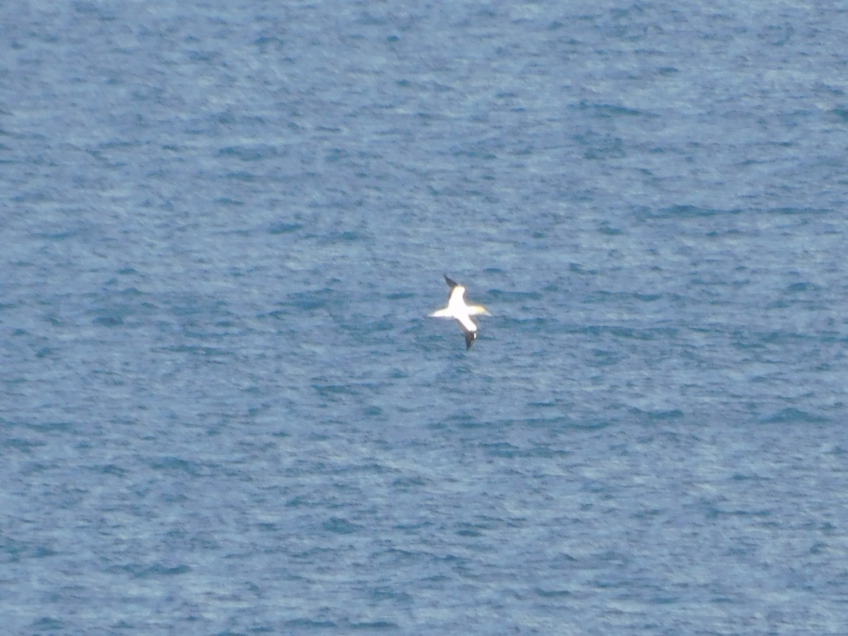 Australasian Gannet - ML639268262