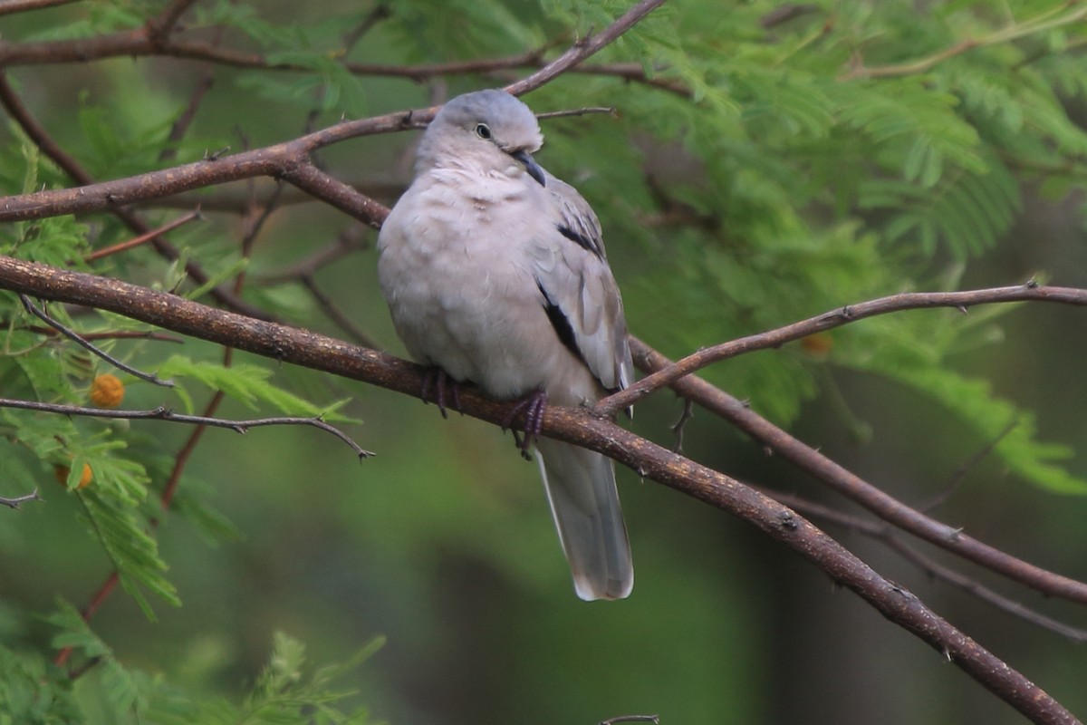 Picui Ground Dove - ML639268296