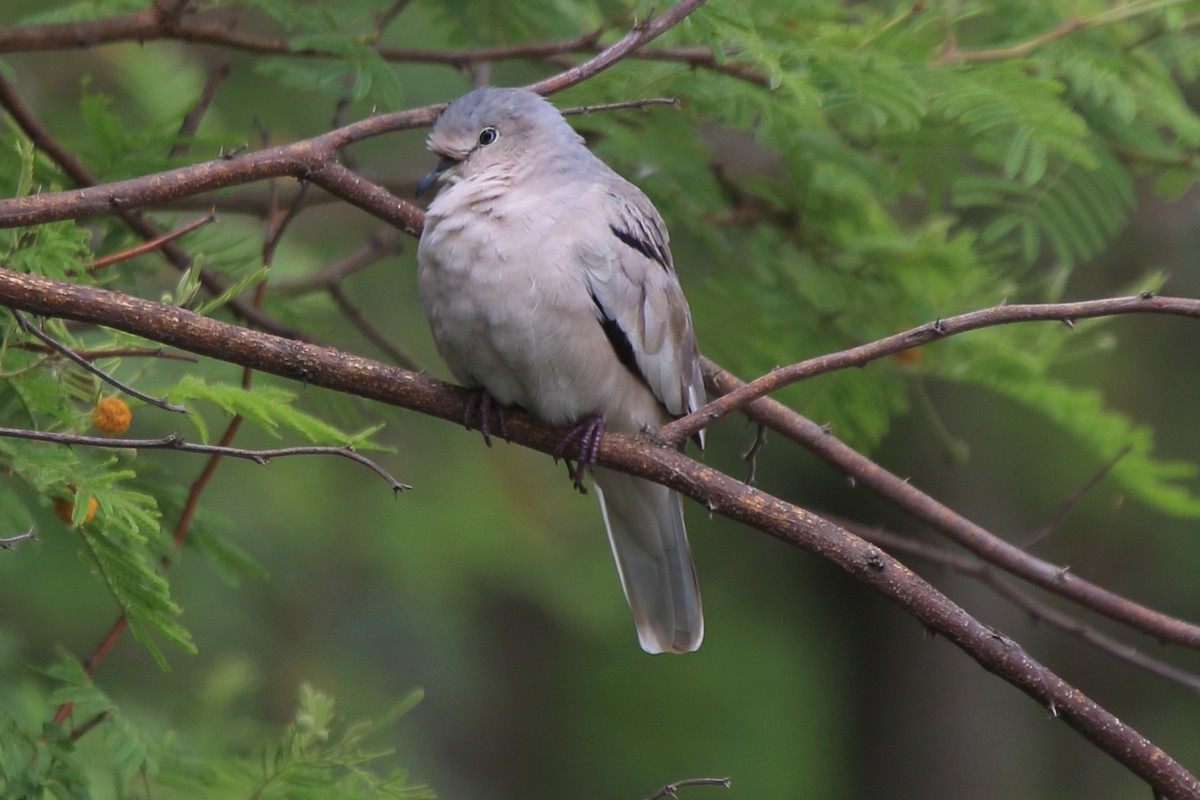 Picui Ground Dove - ML639268297