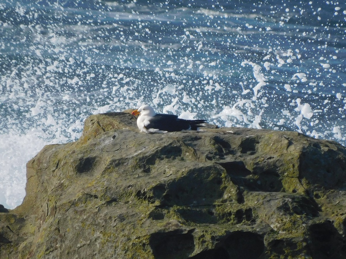Pacific Gull - ML639268303