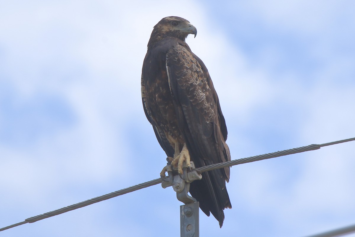 Black-chested Buzzard-Eagle - ML639268307